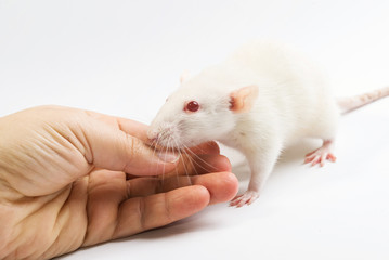 white red eyed  laboratory rat  and human hand on white background
