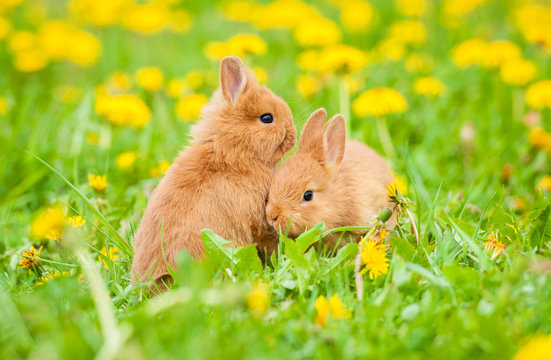 Little Rabbits Sitting On The Field With Dandelions