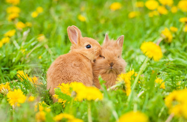 Two little rabbits sitting on the field with dandelions