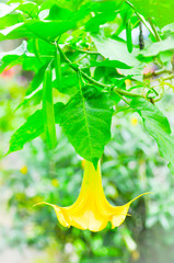 Thorn Apple ,Datura  flower
