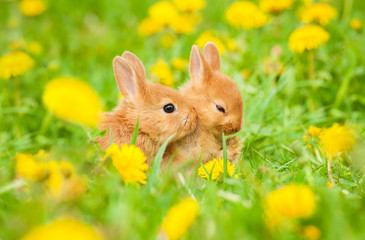 Two little sweet rabbits sitting in flowers outdoors
