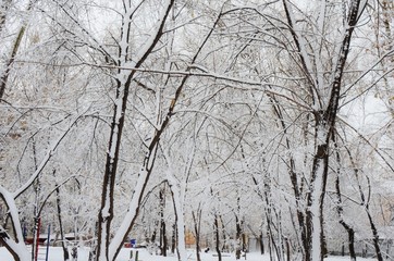 Winter Forest