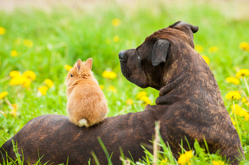 American staffordshire terrier with rabbit sitting on its back