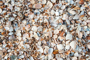 several seashells on the beach