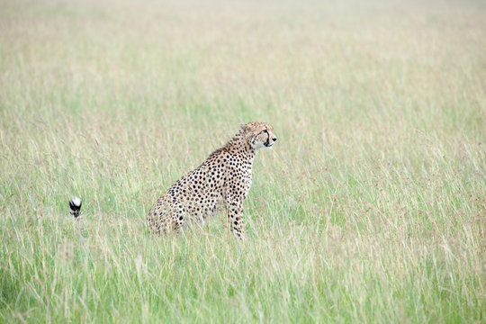 Fototapeta cheetah