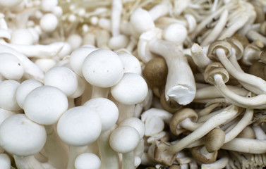 fresh mushrooms, closeup