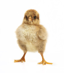 small chick
