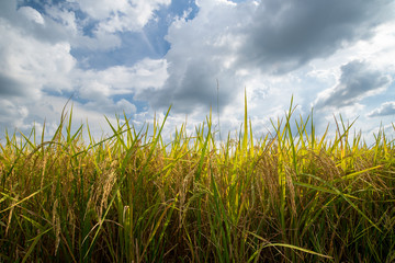 Fototapeta premium Rice field gold and cloud sky
