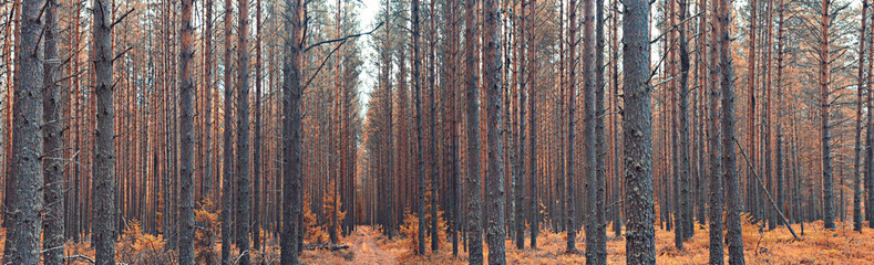 Obraz premium autumn landscape in the spruce forest