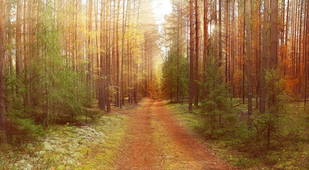 Naklejka premium autumn landscape in the spruce forest