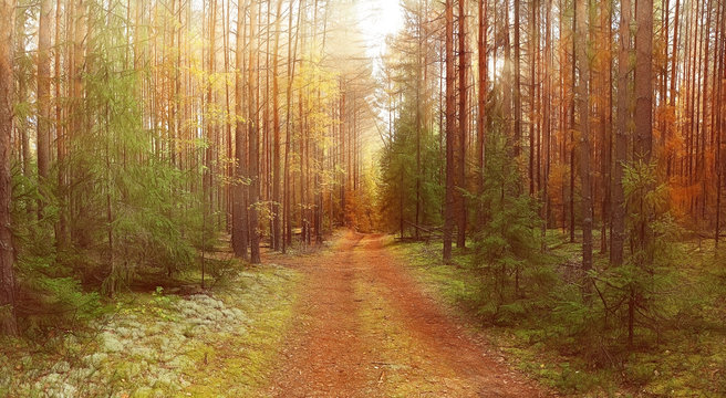 Fototapeta autumn landscape in the spruce forest