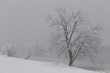 Fototapeta na wymiar Trees in the snow