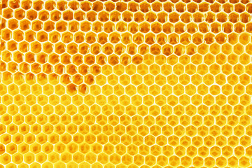 natural honey in honeycomb background