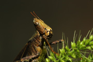 Grasshopper on the grass