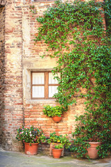 Obraz na płótnie Canvas Window with plant
