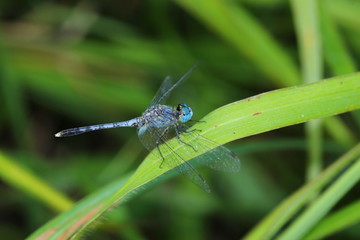 Dragonfly