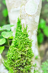 Green moss climbing up the branch of a tree