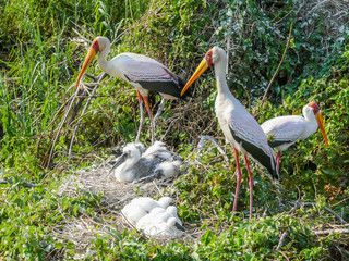Yellow Billed Storks with their Young © jfjacobsz