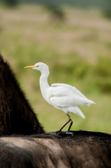 Fototapeta premium Cattle Egret on Buffalo