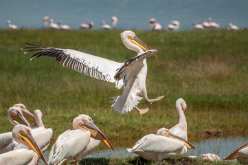 Pelican coming in for Landing