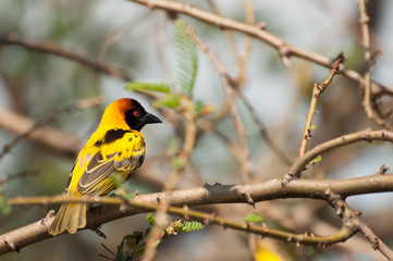 Fototapeta premium Yellow and Black Weaver Bird