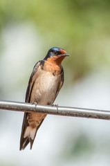Fototapeta premium Rufous-Chested Swallow