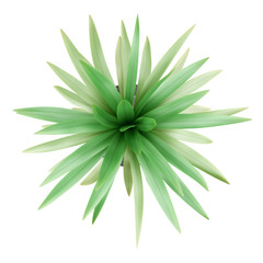 top view of potted palm tree isolated on white background