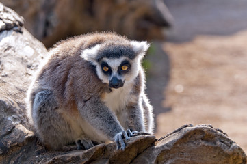 Ring-tailed lemur (Lemur catta)