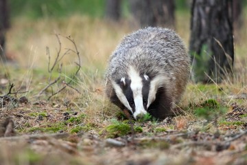 European badger, lat. Meles meles