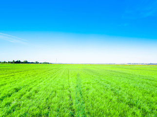 Obraz premium Fields of Green Grass Area Farming