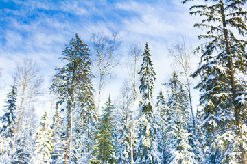 Winter trees in the mountains covered with shiny snow