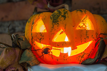 cockroach and pumpkin