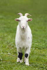 White Domestic Goat