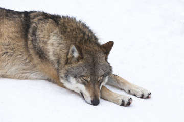 Naklejka premium Wolf resting in the snow