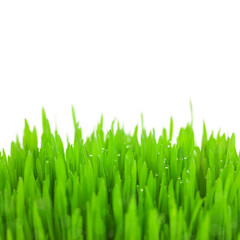 Fototapeta na wymiar Fresh green wheat grass with drops and bokeh / isolated