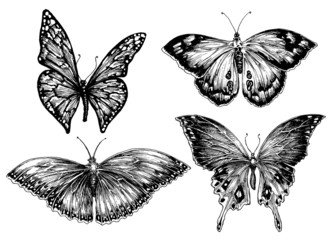 Fototapeta premium Butterfly vector set