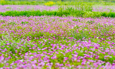 Obraz premium Field of chinese milk vetch, Astragalus sinicus