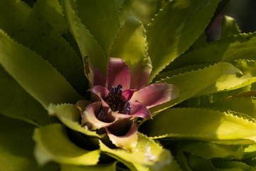 Vriesea (cultivars), Bromeliaceae, tropical America