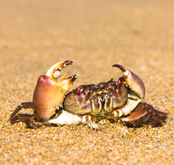 By the Sea On the Shore