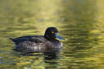 Obraz premium Tufted Duck, Aythya fuligula