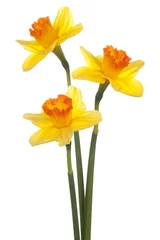 Crédence de cuisine en verre imprimé Narcisse jonquille