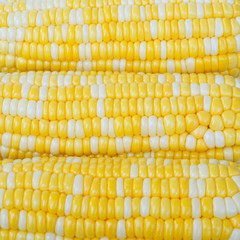 corn yellow and white good for background