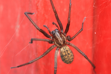 Detail of the big Spider on the red Background