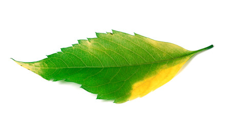 Multicolor leaf on white background