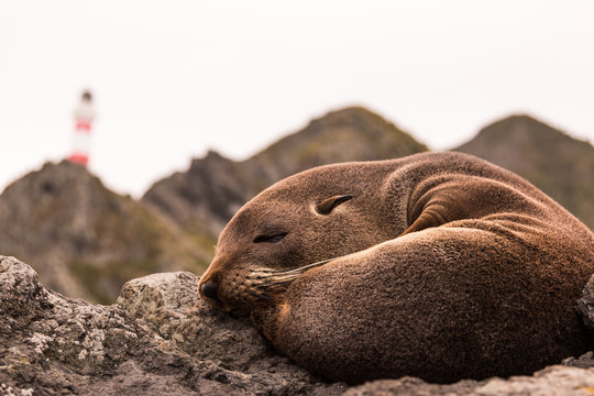 New Zealand Fur Seal (Arctocephalus forsteri)