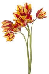 tulip