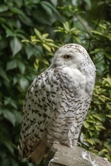White snow owl