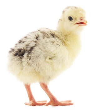 Chicken turkey