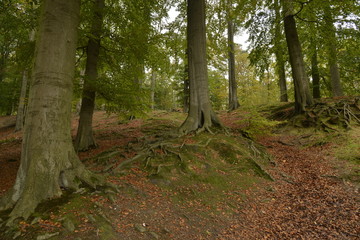 Obraz premium Racines des hêtres émergeant du sol en forêt de Soignes