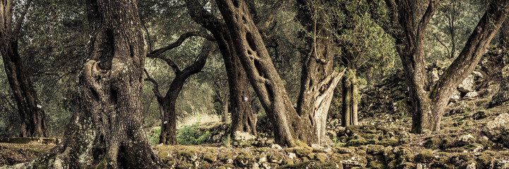 Fototapeta na wymiar alte Olivenbäume